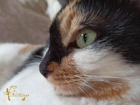 La felicite pension chats ouna 29