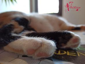 La felicite pension chats ouna 30