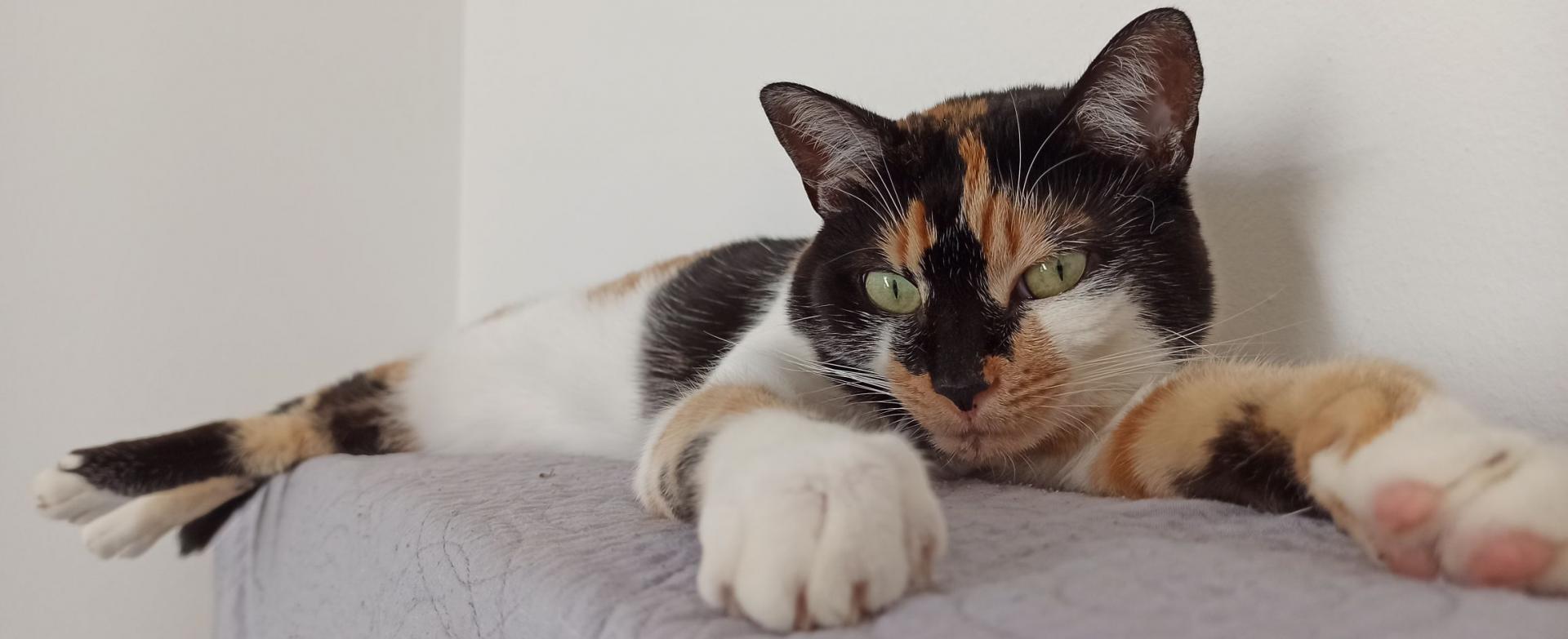 Pension Garde de chats - Gironde Landes - La FéliCité