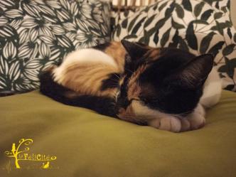 La felicite pension chats ouna 7