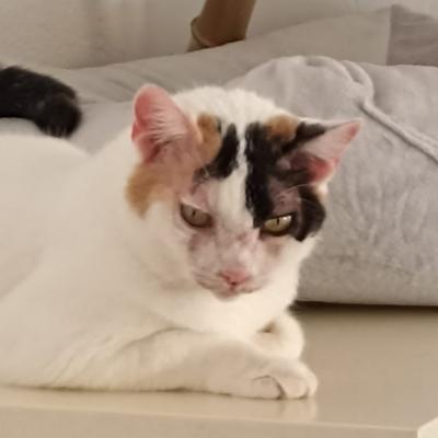 Duchesse