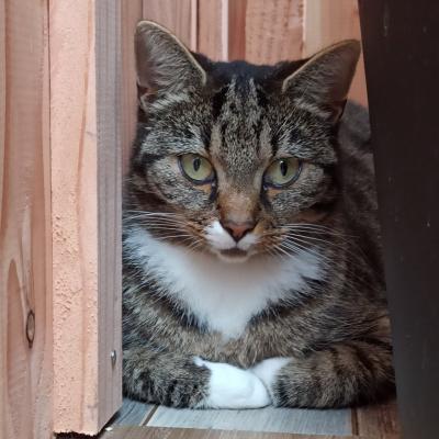 Lulu
