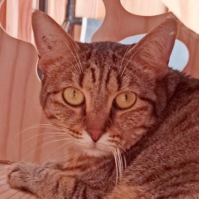 Kimi