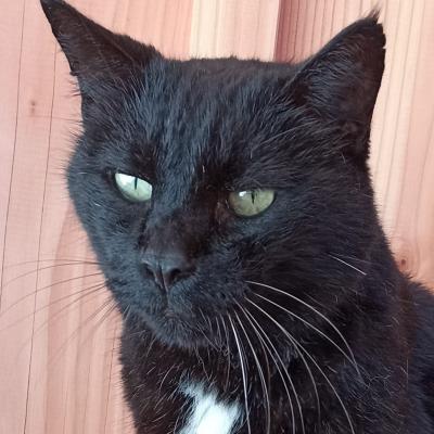 Barnabé