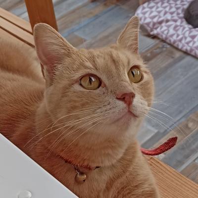 Nova