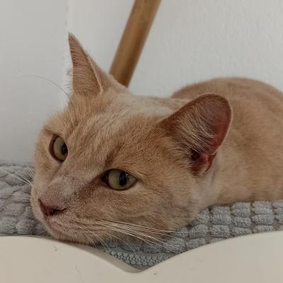 Cannelle
