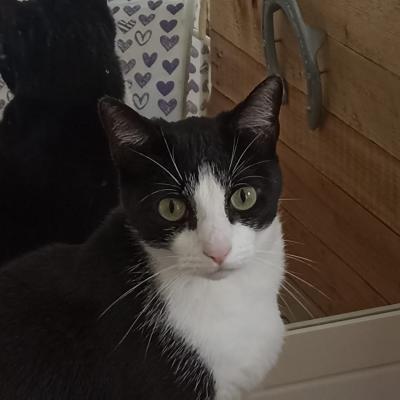 Oreo