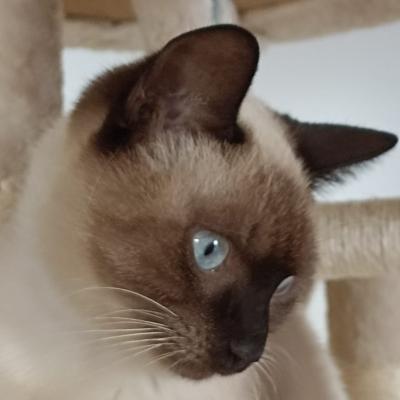 Lumi