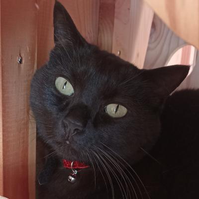 Filou