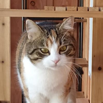 Lily