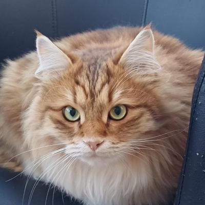 Roy