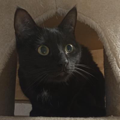 Pouckie