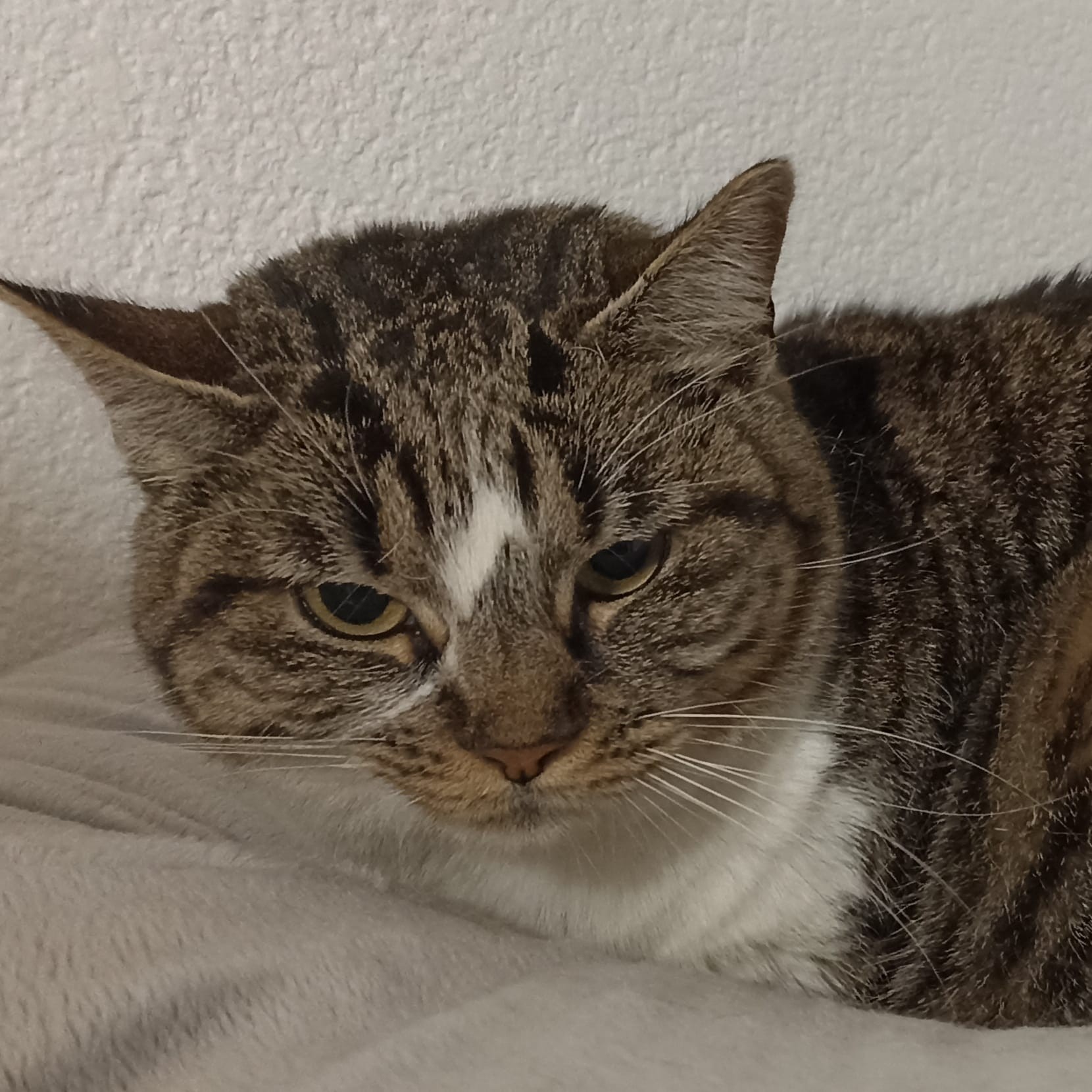 Riquita