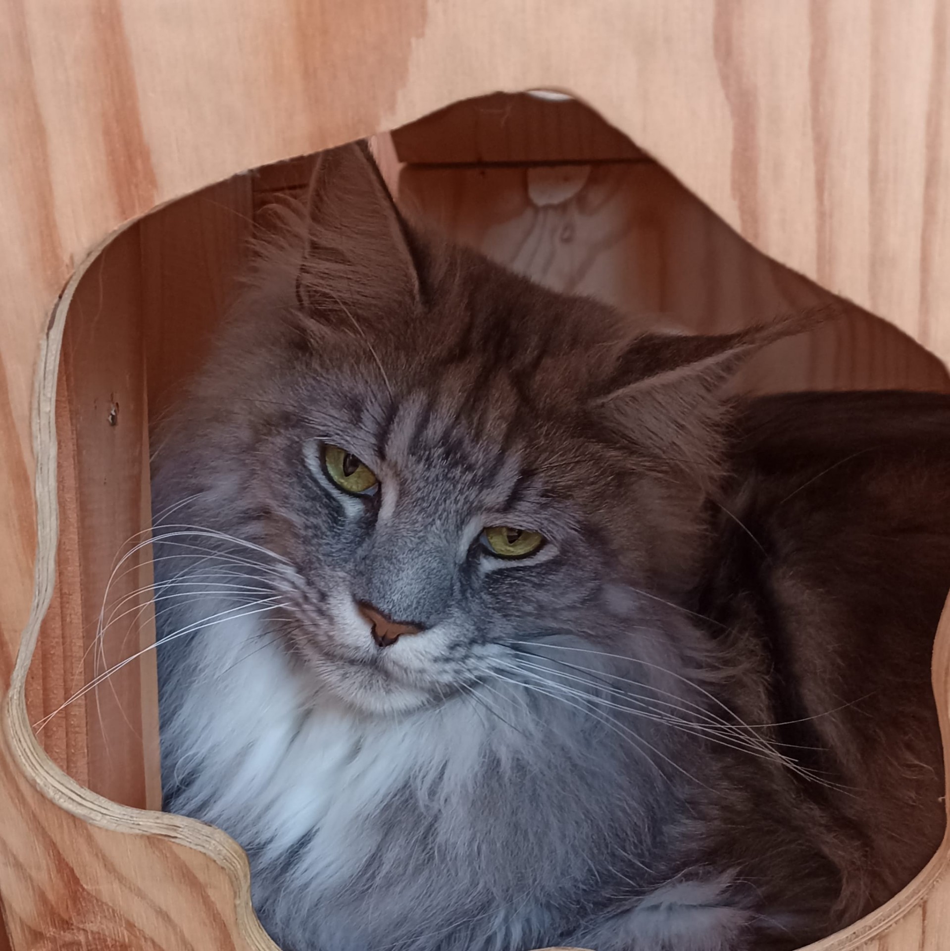 Pumba